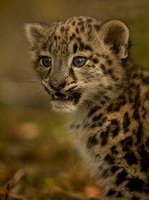 Snow Leopard Cub von Karl Thompson