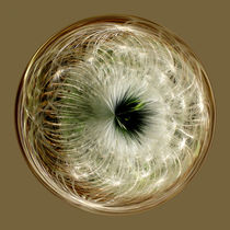 Dandylion seed in glass by Robert Gipson