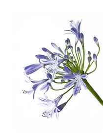 Schmucklilienblüte - agapanthus africanus - african lily by monarch