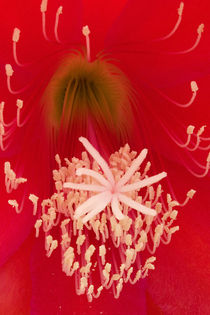 Blattkaktusblüte - Disocactus ackermannii - cactus flower von monarch