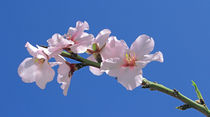 Mandelblüten - Prunus dulcis - almond flowers von monarch