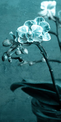 Orchidee von Falko Follert
