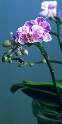 Orchidee von Falko Follert