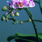 Orchidee-phalaenopsis