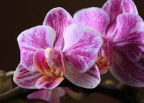 Orchidee  von Falko Follert