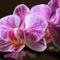 Orchidee-phalaenopsis-2