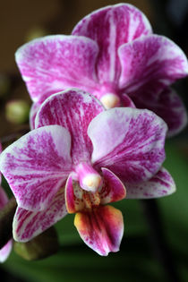 orchid by Falko Follert