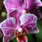 Orchidee-phalaenopsis-3