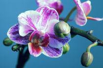 orchid von Falko Follert