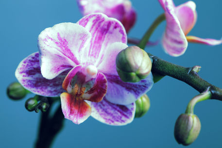 Orchidee-phalaenopsis-4