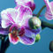 Orchidee-phalaenopsis-4