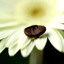 Kaffeebohnen Blume von Falko Follert
