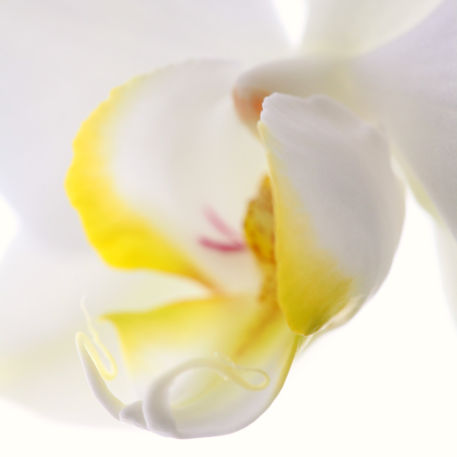 Orchideen-makro