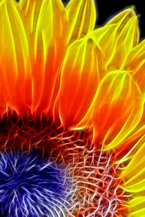 Sunflower von Alice Gosling