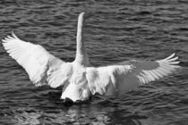 Swan in B&W by Paul messenger
