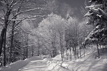 winterwonderland von Andreas Levi