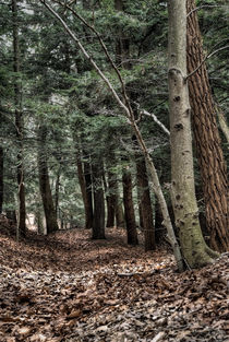 Trail in Talmadge Woods von John van Benthuysen