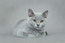 British shorthair kitten by Waldek Dabrowski