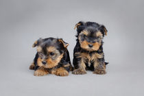 Two Yorkshire terrier dog puppies by Waldek Dabrowski