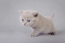 British shorthair kitten von Waldek Dabrowski
