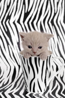 Zebra cat by Waldek Dabrowski
