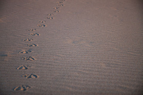 Michael-kloth-footprints-in-the-sand-7873