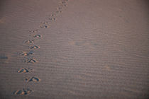 Footprints in the Sand by Michael Kloth