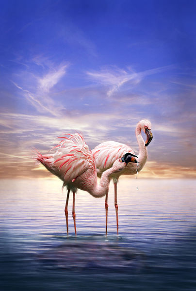 Flamingosamabendvk