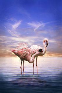 Flamingos am Abend von Werner Dreblow