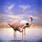 Flamingosamabendvk