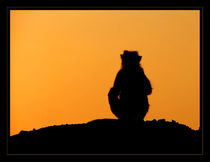 Sunset Silhouette by serenityphotography