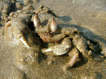 Undercover Crab von serenityphotography
