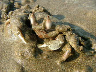 Undercover-crab