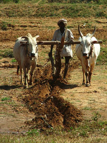 Oxen Plough Karnataka by serenityphotography