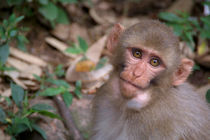 Young Rhesus Macaque with Food in Cheeks von serenityphotography