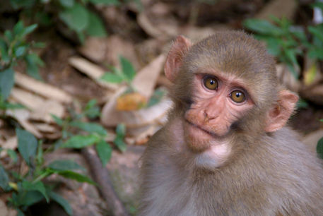 Young-rhesus-macaque-with-food-in-cheeks-04
