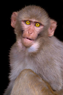 Young Rhesus Macaque - Paintover Effect von serenityphotography