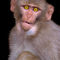 Young-rhesus-macaque-paintover-effect