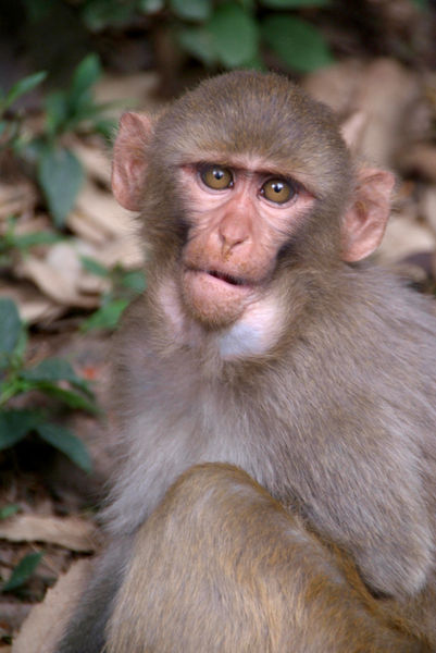 Young-rhesus-macaque-with-food-in-cheeks-12