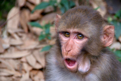 Young-rhesus-macaque-with-food-in-cheeks-25
