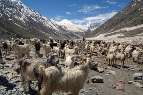 Sheep-and-goats-in-lahaul-valley-02