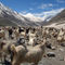 Sheep-and-goats-in-lahaul-valley-02