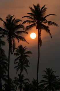 Palm Trees at Sunrise Benaulim von serenityphotography
