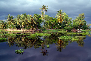 Palm-trees-in-a-storm-kerala-03