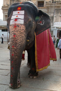 Laxmi the Elephant in Hampi Temple von serenityphotography