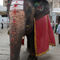 Laxmi-the-temple-elephant-hampi