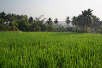 Rice Paddy Field Hampi von serenityphotography