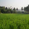 Rice-paddy-field-hampi