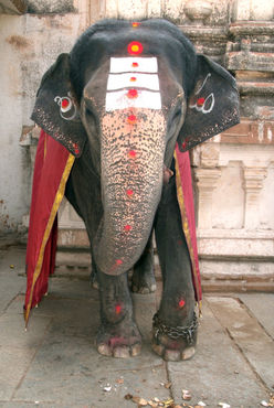 Laxmi-the-elephant-in-hampi-temple-06