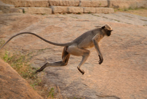 Langur-monkey-mid-leap-from-boulder